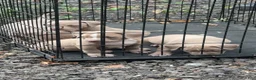 American Bully dogs for sale: American Bully 2 - Ad 1