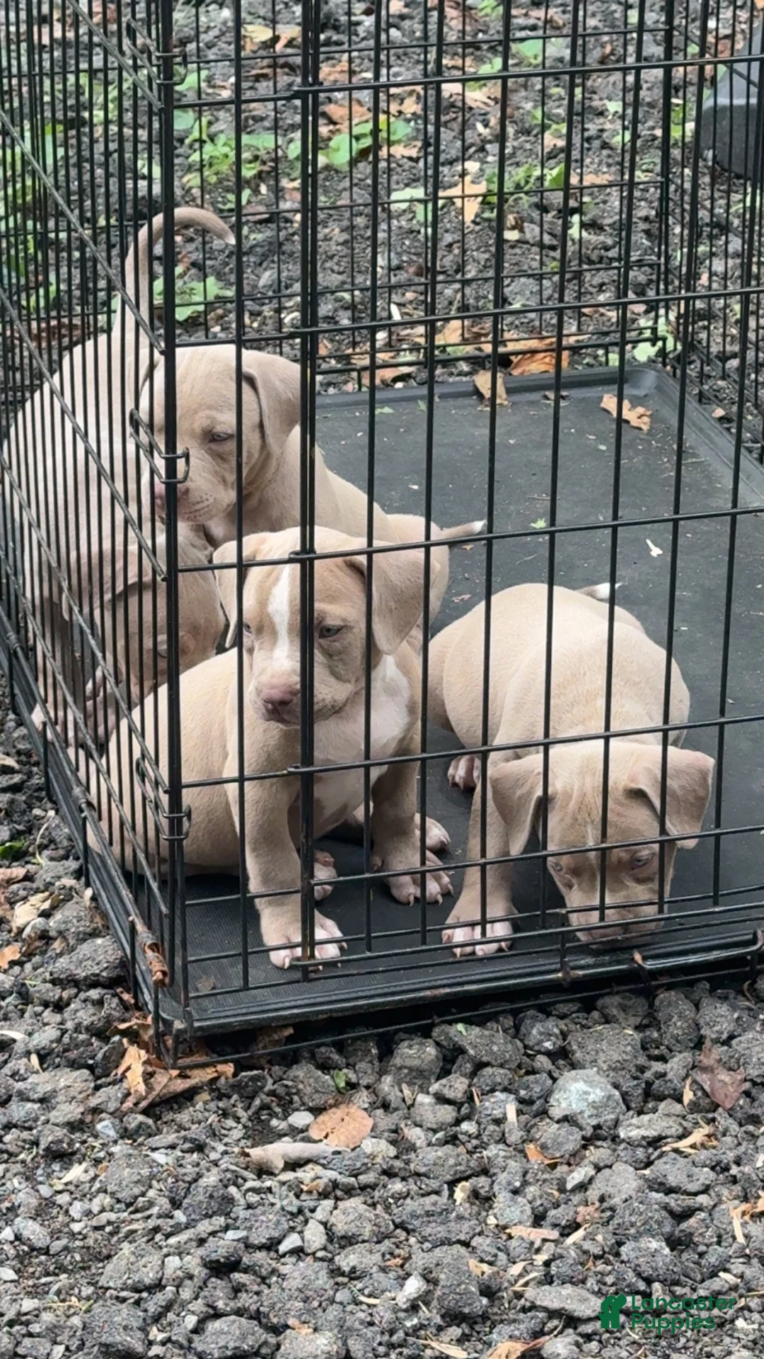 American Bully dogs for sale: American Bully 2 - Ad 1
