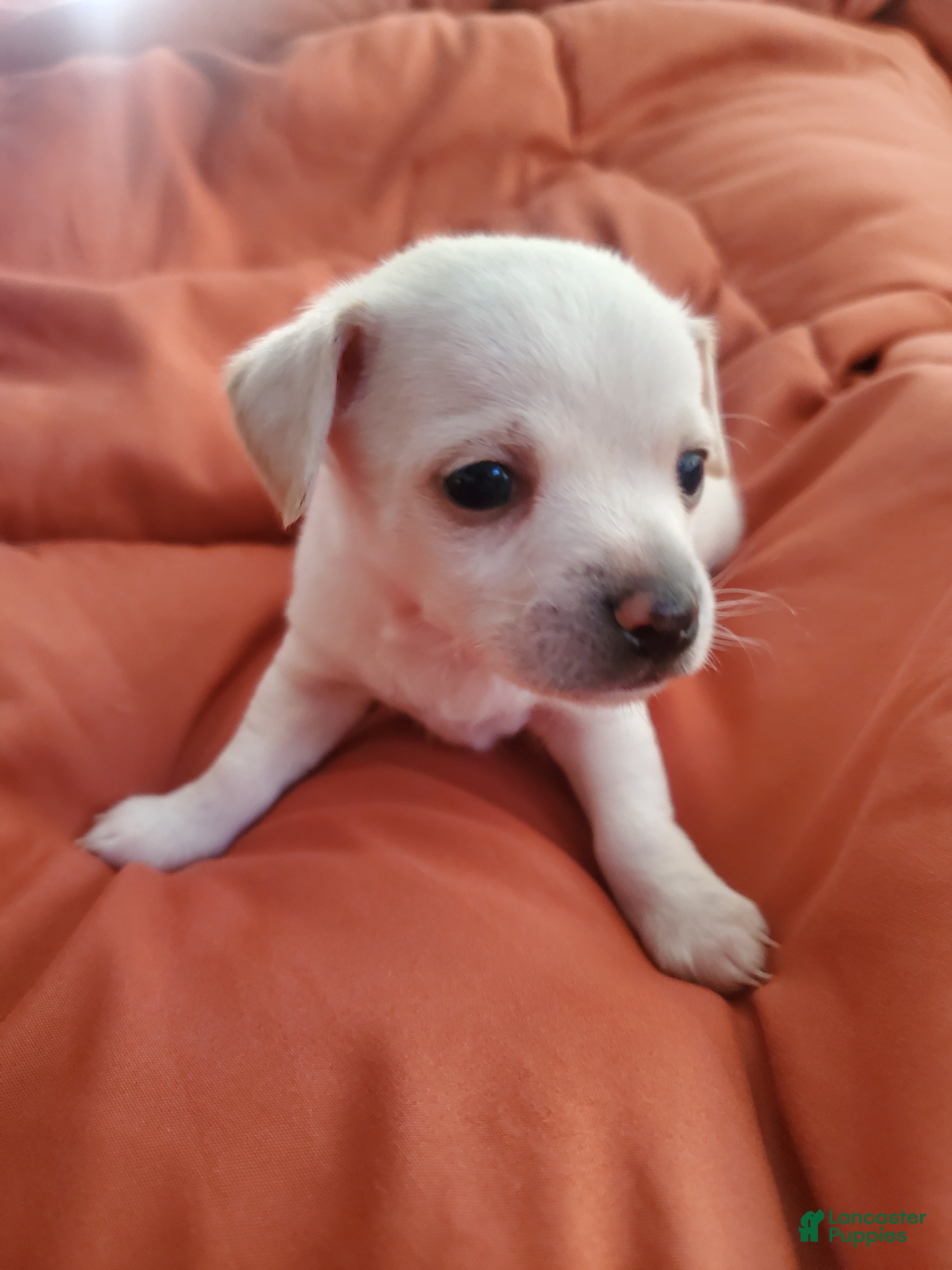 Chiweenie dogs Chiweenie Puppy 3 - Ad 2