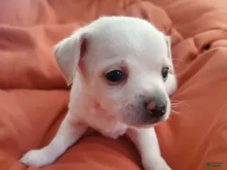 Chiweenie dogs Chiweenie Puppy 3 - Ad 2