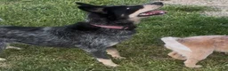Australian Cattle Dog dogs for sale: Georgie Girl - Ad 41