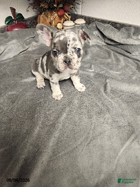 French Bulldog dogs for sale: Archer - Ad 3