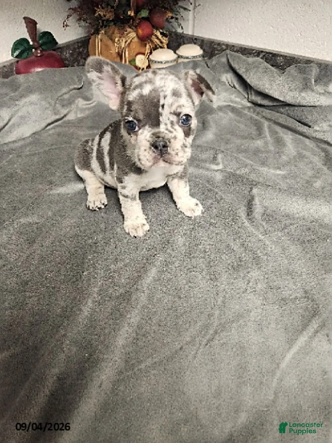 French Bulldog dogs for sale: Archer - Ad 1