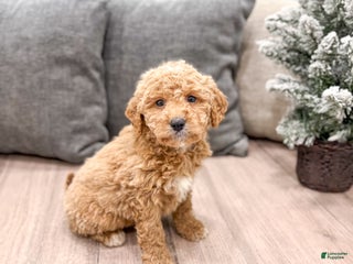 Goldendoodle dogs Flash - Ad 5