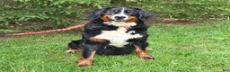 Bernese Mountain Dog dogs for sale: Bennett - Ad 6