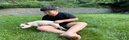 French Bulldog dogs for sale: French Bulldog 1 - Ad 3