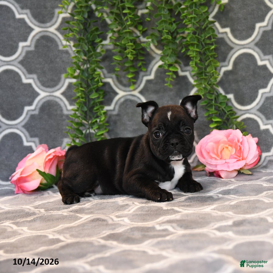 Frenchton dogs Molly - Ad 2