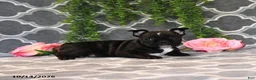 Frenchton dogs for sale: Molly - Ad 2