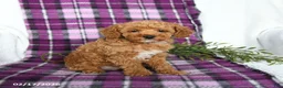 Miniature Poodle dogs for sale: Boots - Ad 4