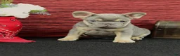 French Bulldog dogs for sale: Jax - Ad 4