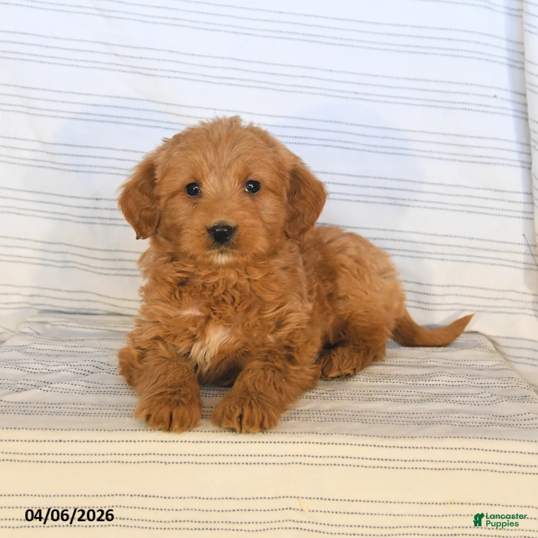 Mini Goldendoodle dogs for sale: Marco - Ad 3