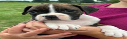 Boxer dogs for sale: Cody - Ad 4