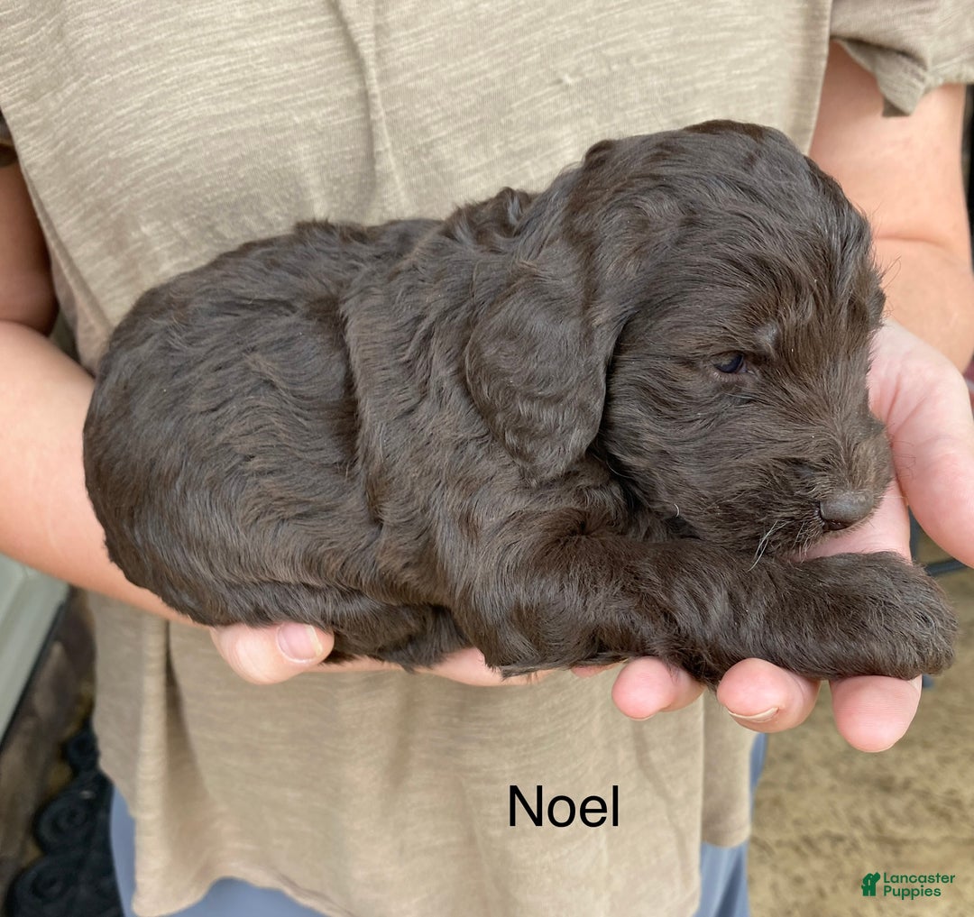 Labradoodle dogs for sale: Snowflake - Ad 29