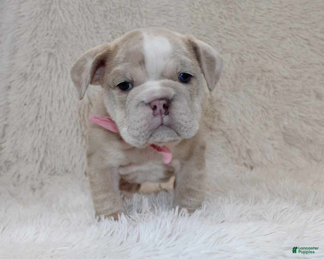 English Bulldog dogs for sale: Callie - Ad 6