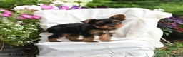 Yorkshire Terrier dogs for sale: Mocha - Ad 4