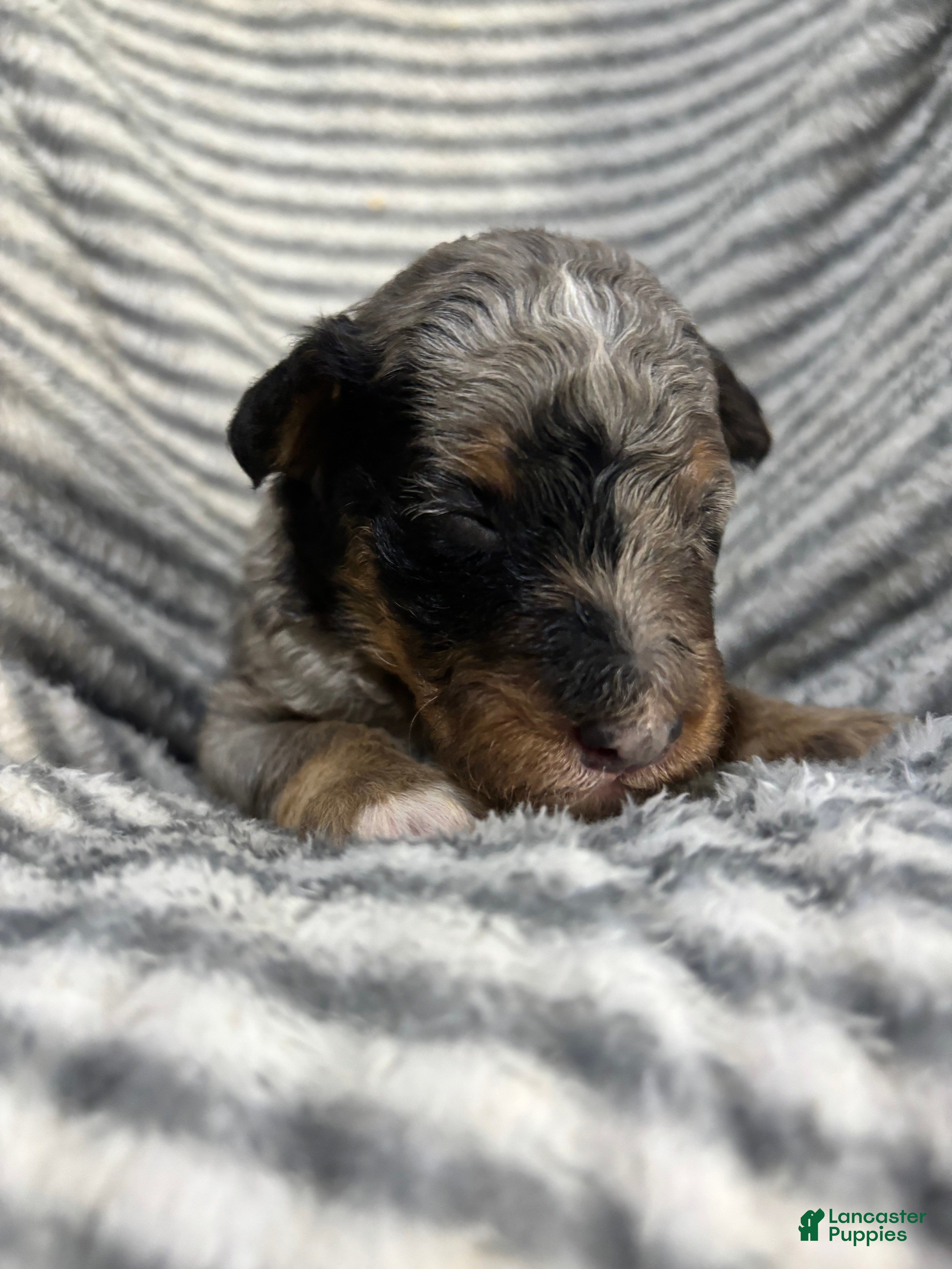 Aussiedoodle dogs Aussiedoodle 3 - Ad 1