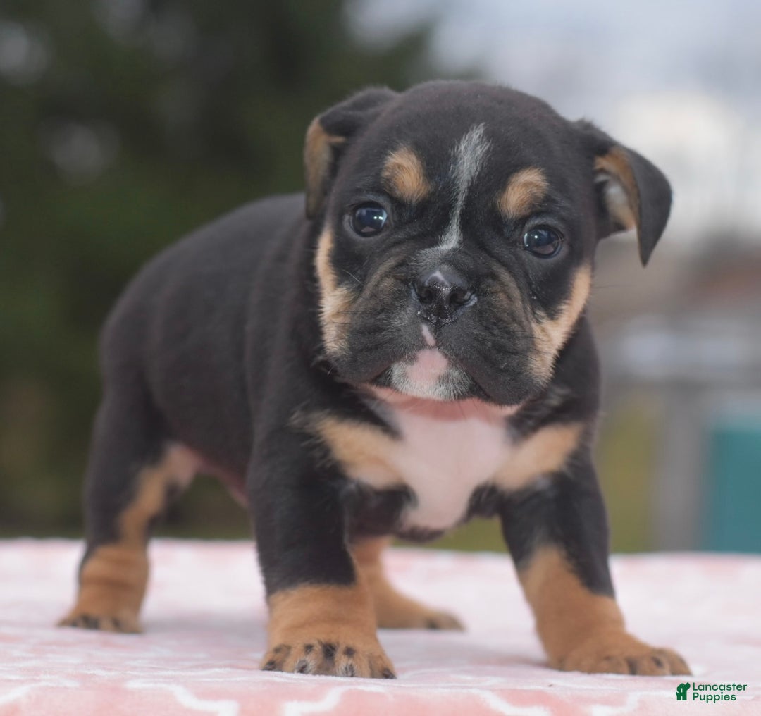 Mixed Breed dogs for sale: Savana tiny puppy - Ad 9