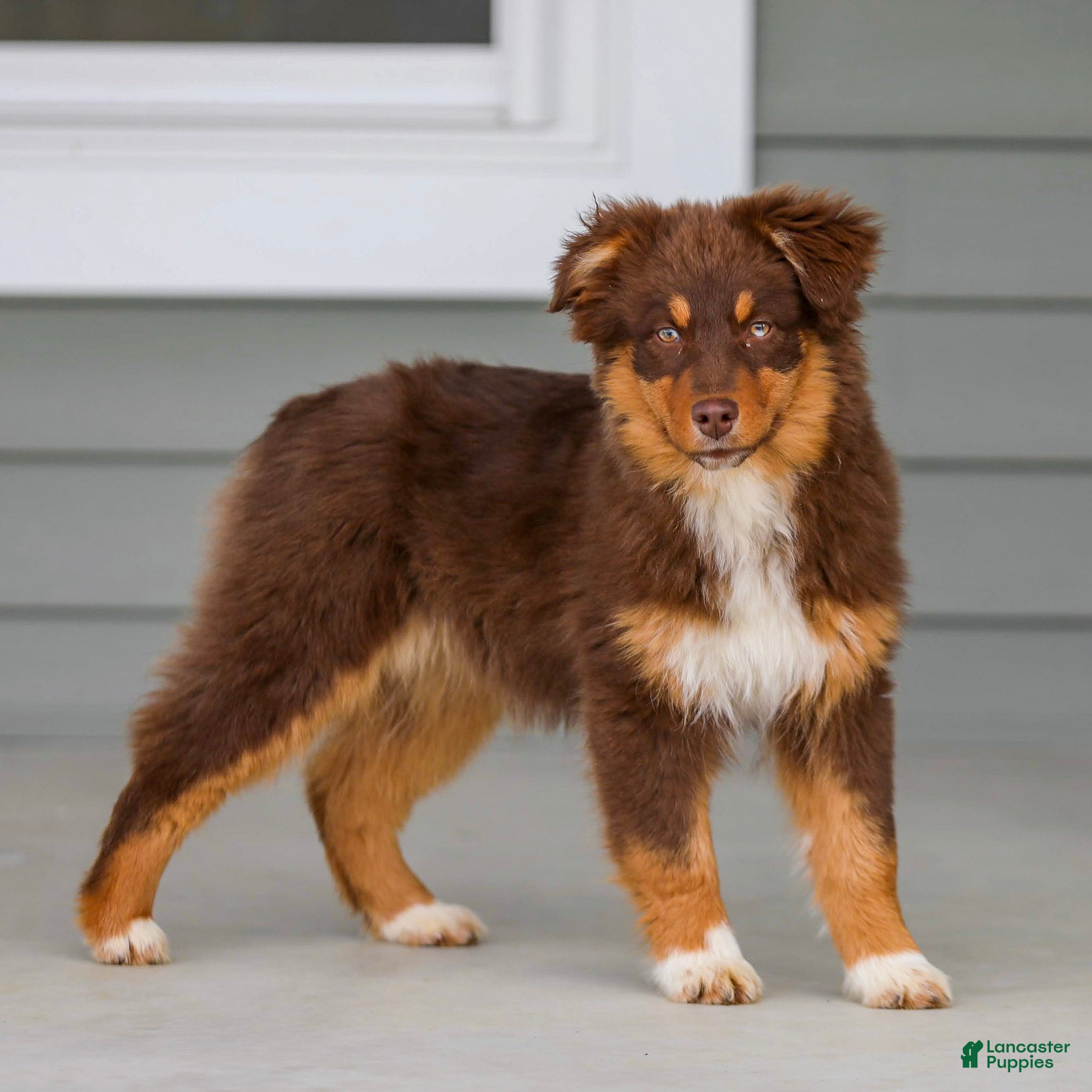 Australian Shepherd dogs Pippa - Ad 2