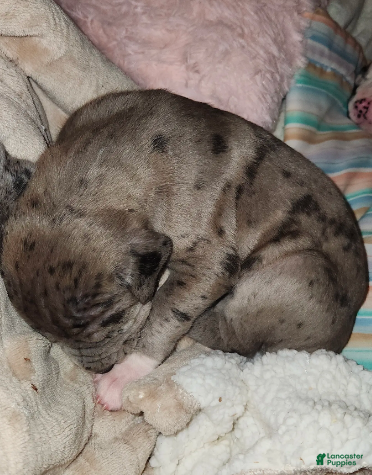 Great Dane dogs CH EUROPEAN MERLE FEMALE - Ad 2