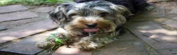 Yorkiepoo dogs for sale: Bo - Ad 3