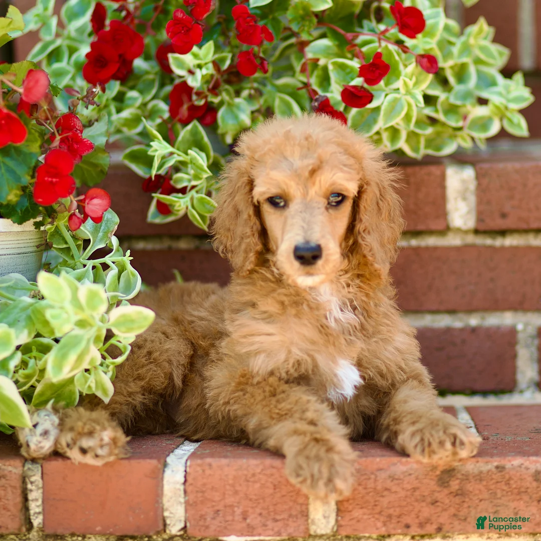 Standard Poodle dogs for sale: Mary - Ad 2