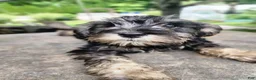 Miniature Schnauzer dogs for sale: Happy - Ad 3