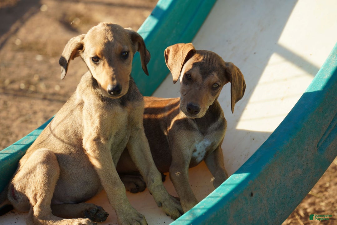 Mixed Breed dogs for sale: Fawnish Sable M RT - Ad 4