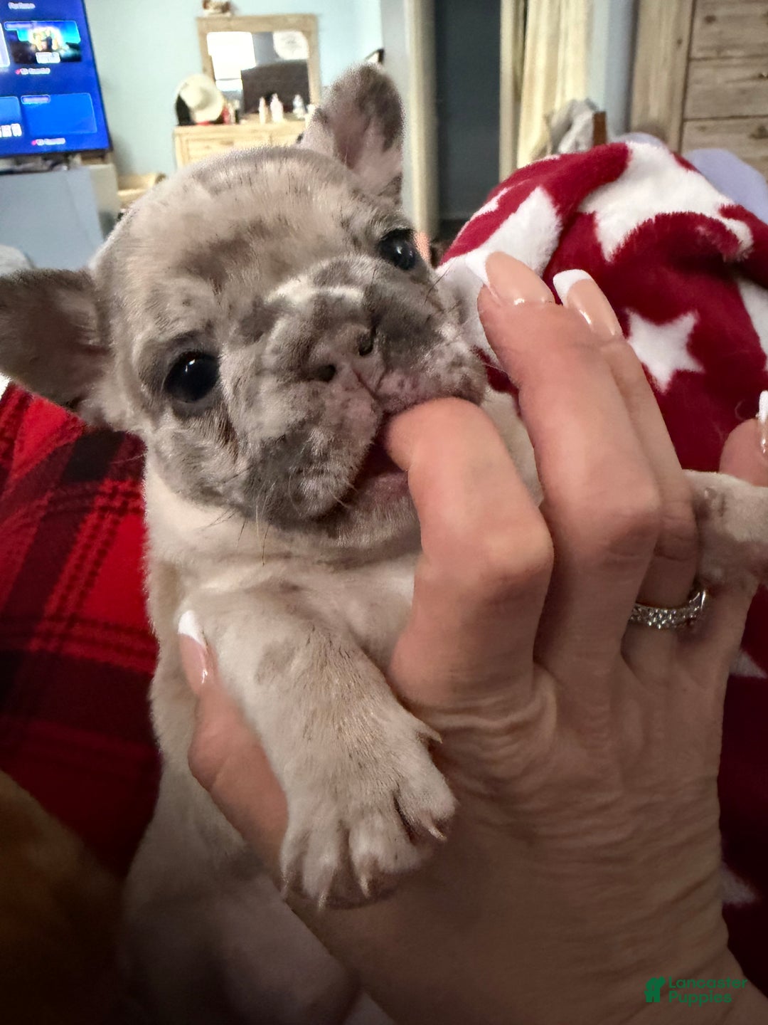 French Bulldog dogs for sale: French Bulldog Puppy 2 - Ad 2