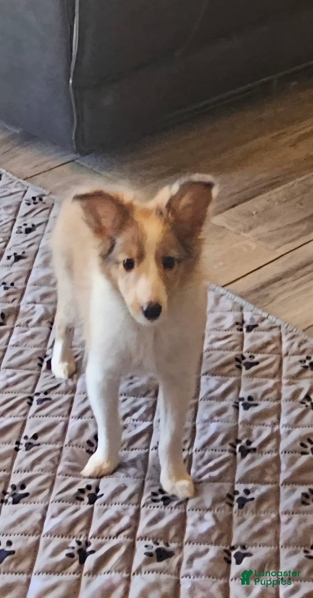 Shetland Sheepdog dogs for sale: Shetland Sheepdog Puppy 2 - Ad 1