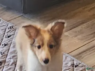 Shetland Sheepdog dogs Shetland Sheepdog Puppy 2 - Ad 34