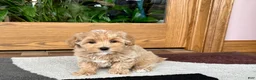 Havapoo dogs for sale: Havapoo Puppy 1 - Ad 6