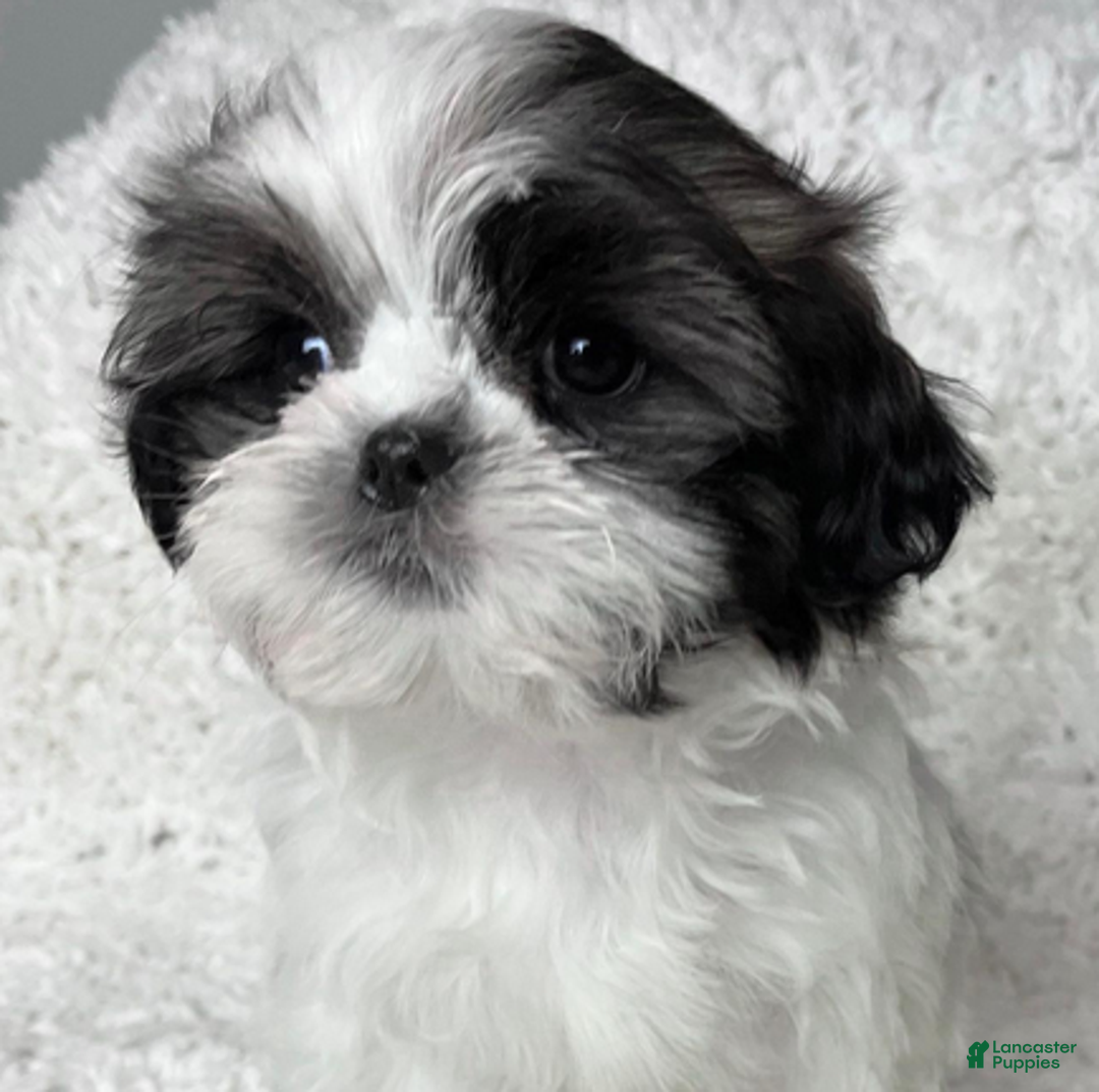 Shih Tzu dogs for sale: AKC Grace - Ad 4