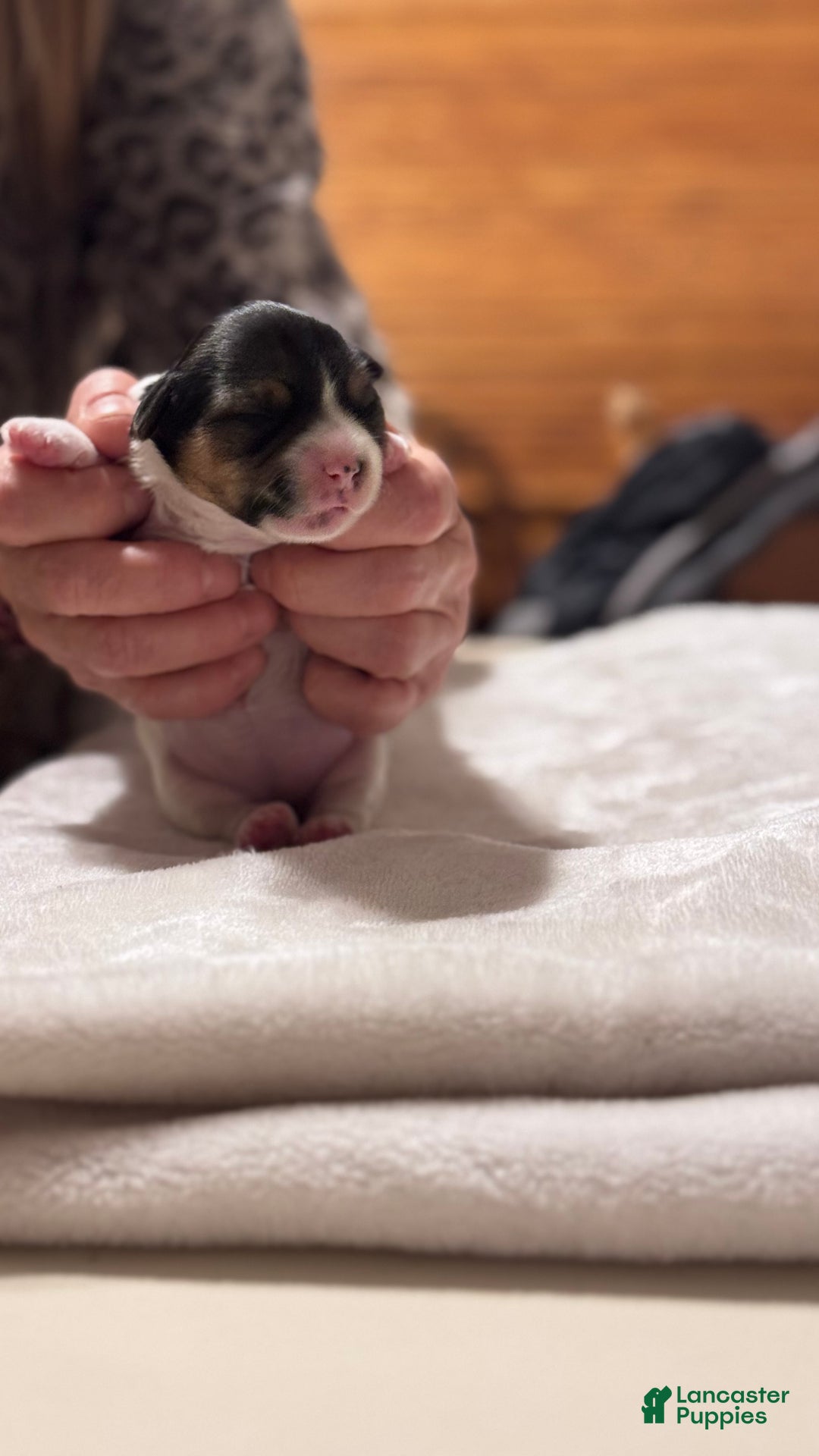 Mixed Breed dogs for sale: Maise - Ad 3