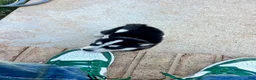 Siberian Husky dogs for sale: Tuk - Ad 4