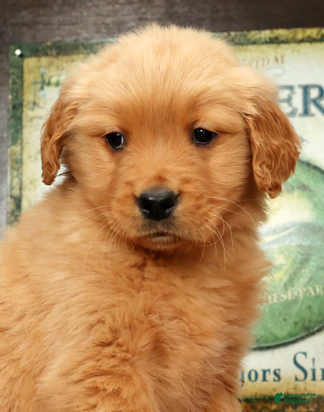 Golden Retriever dogs for sale: Lee - Ad 9