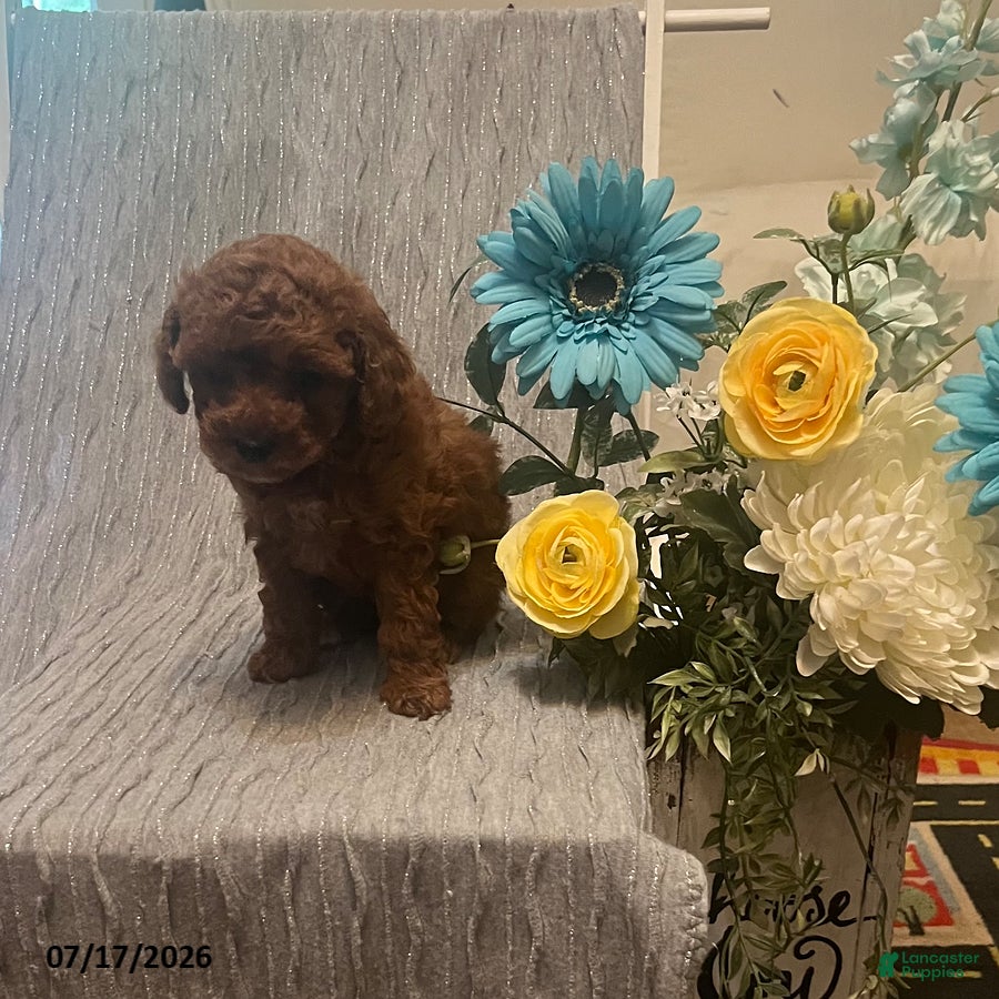 Toy Poodle dogs Tiny Tina - Ad 2
