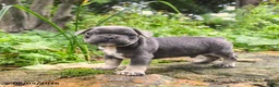 French Bulldog dogs for sale: Angel - Ad 8