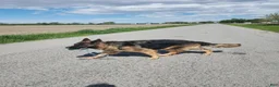 German Shepherd dogs for sale: Licorice - Ad 5