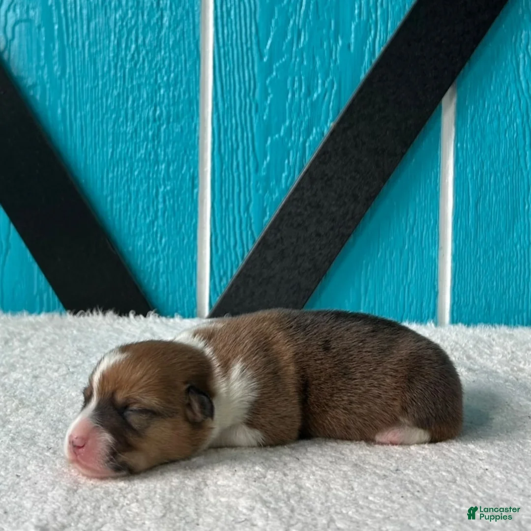 Welsh Corgi Pembroke dogs for sale: Samantha Welsh Corgi Pembroke Puppy  - Ad 1