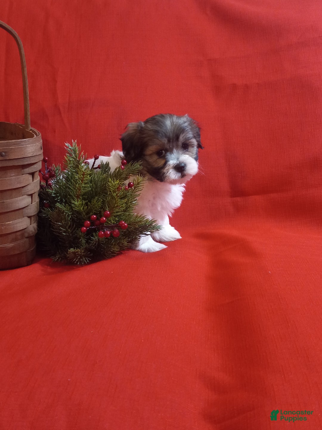 Teddy Bear dogs for sale: Misty - Ad 5