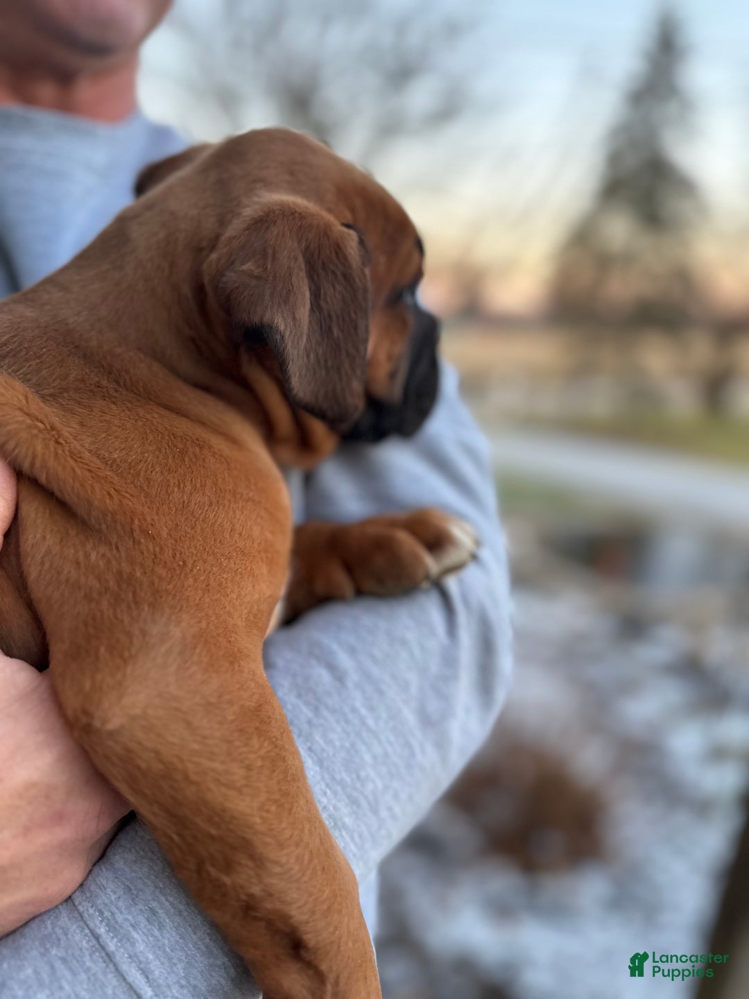 Boxer dogs for sale: Hank - Ad 4