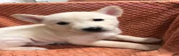 Mixed Breed dogs for sale: Polar - Ad 2