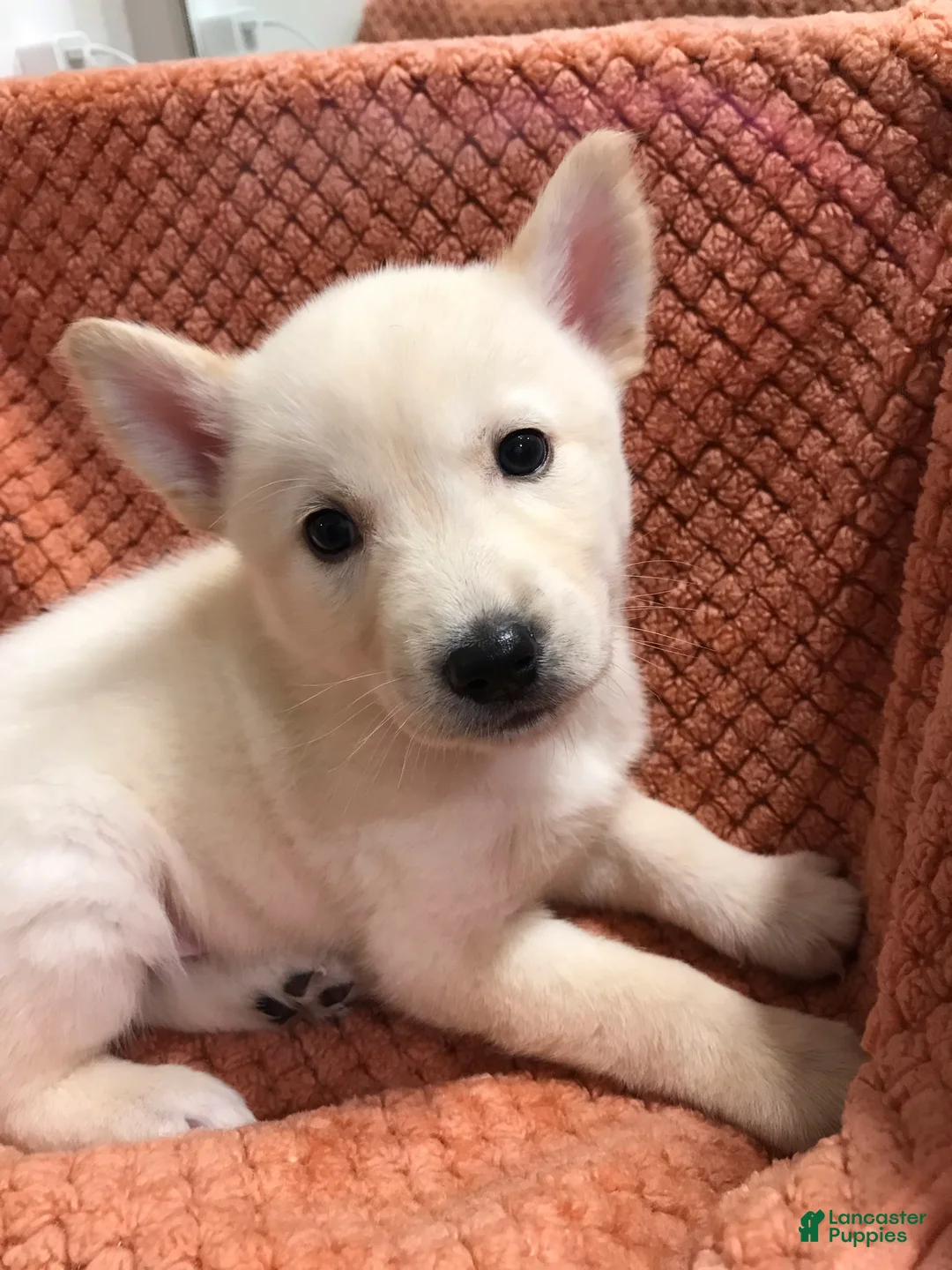 Mixed Breed dogs for sale: Polar - Ad 2