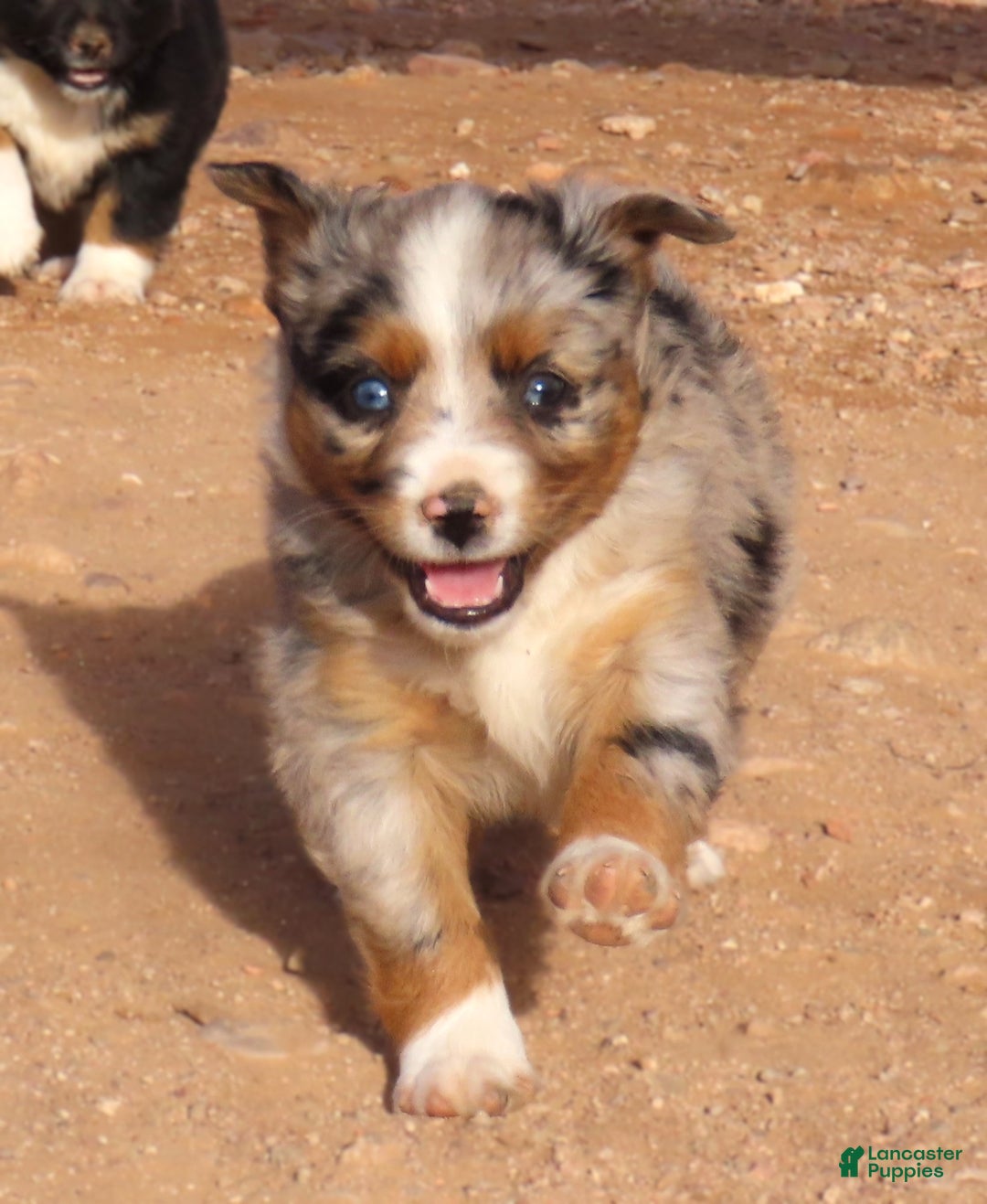 Miniature Australian Shepherd dogs for sale: 1 - Second blue merle girl with 1.5 blue eyes - Ad 9