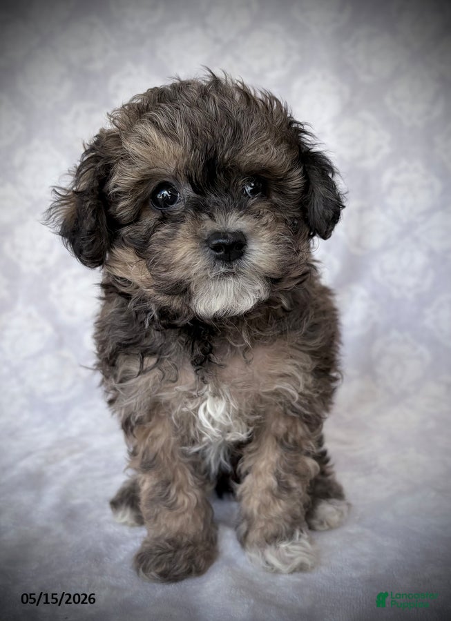 Maltipoo dogs Musketeers - Ad 1