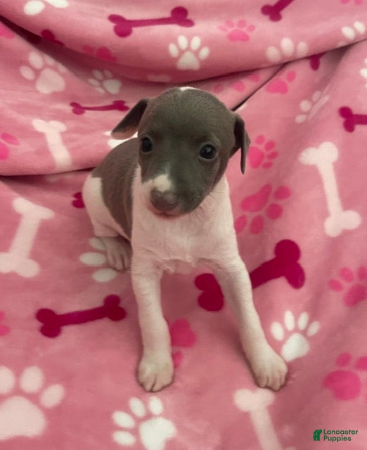 Italian Greyhound dogs Puppy 3 - Ad 1