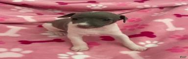 Puppy 3