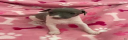 Italian Greyhound dogs for sale: Puppy 3 - Ad 1