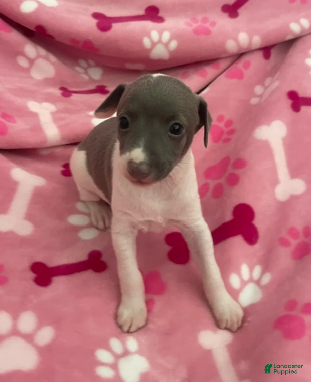 Italian Greyhound dogs for sale: Puppy 3 - Ad 1