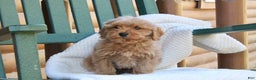 Mini Goldendoodle dogs for sale: Teddy - Ad 5